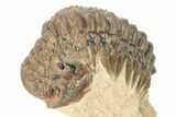 Crotalocephalina Trilobite - Lghaft, Morocco #273876-3